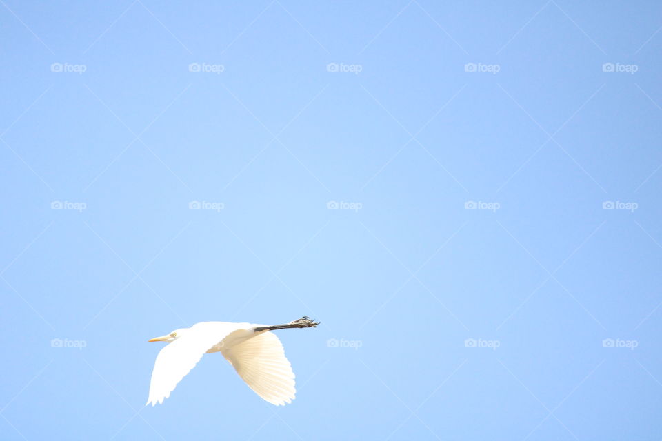 low flighting bird