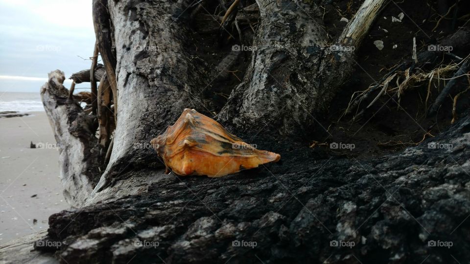 Bright Shell Contrasting with Dark Tree