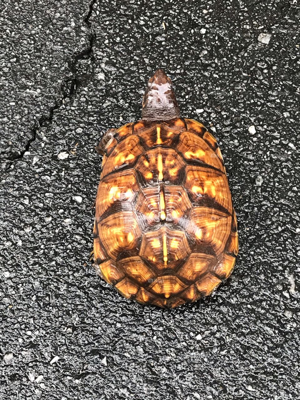 Box Turtle.   Turtle