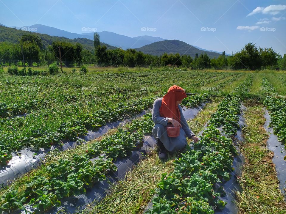 Picking strawberries in strawberry field in summer and my most delicious summer souvenir