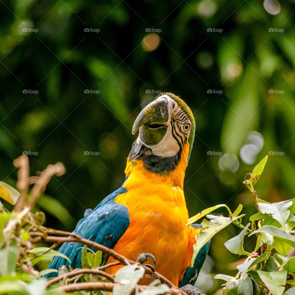 Macaw parrot looking surprised in a nest
