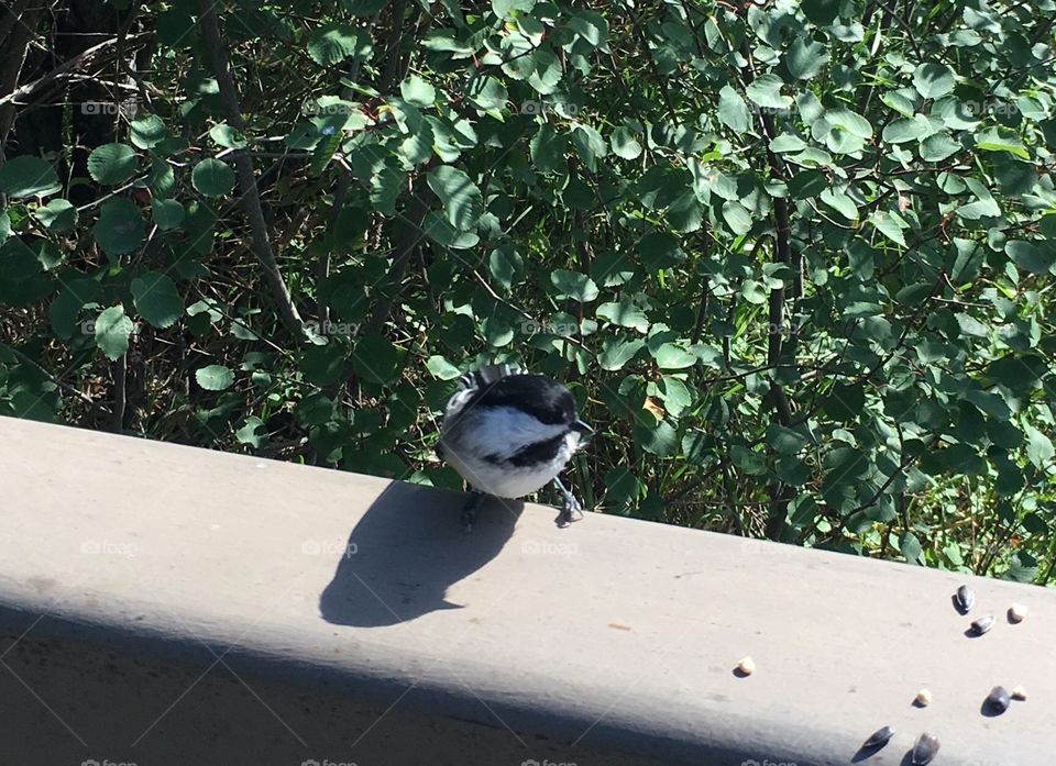 Bird, Nature, No Person, Tree, Outdoors