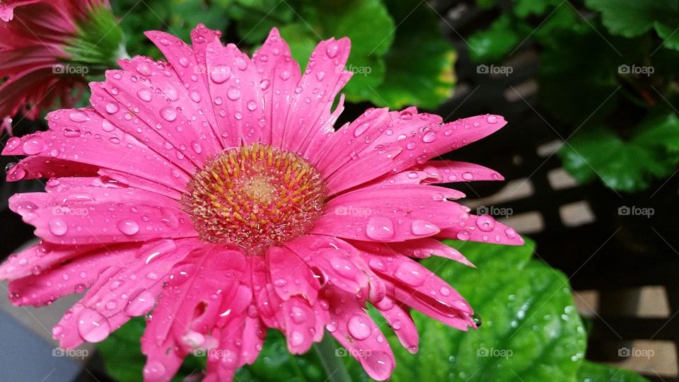 Pink gerbera african daisy