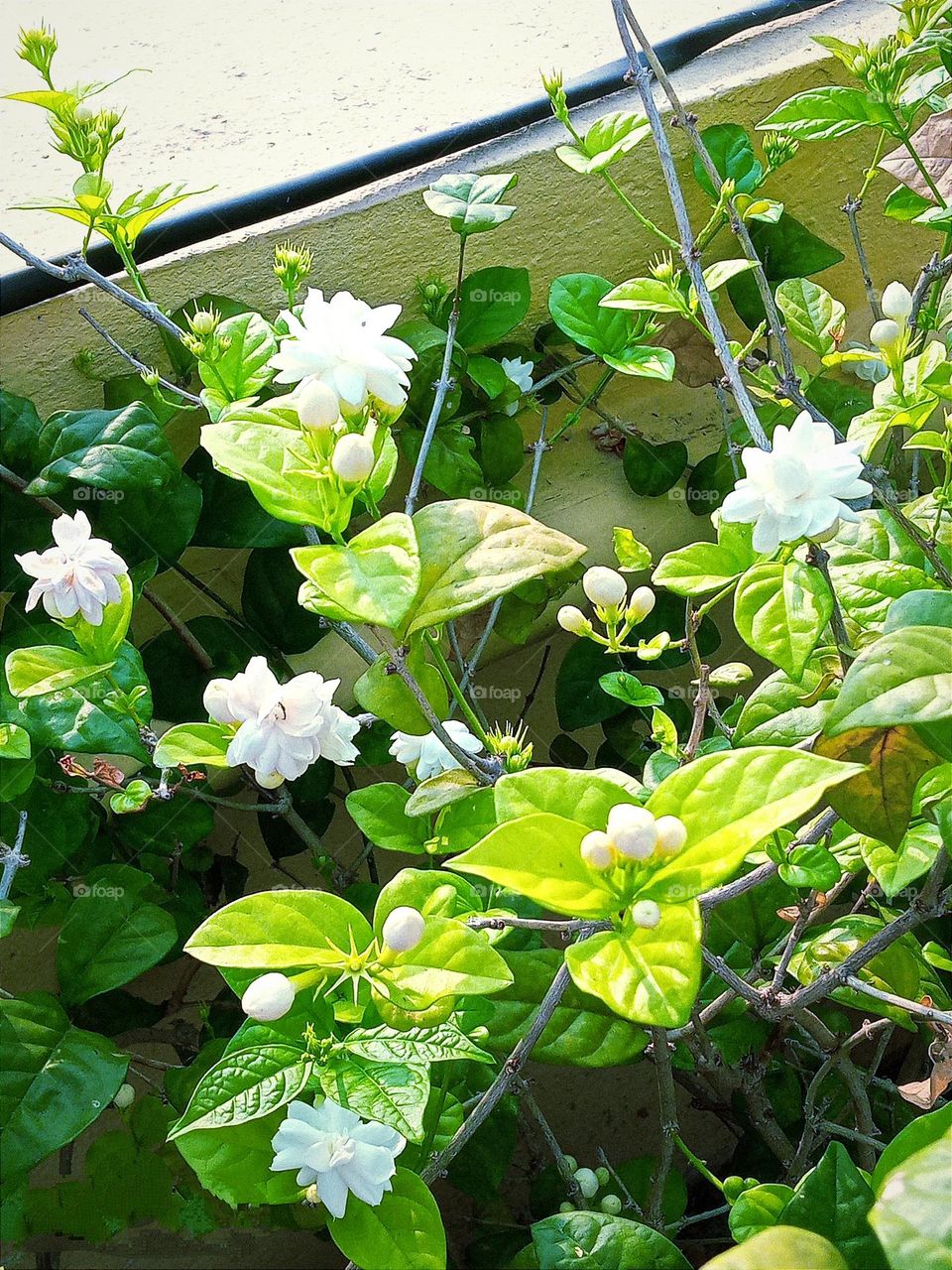 Beautiful white⚪ arabian jasmine mogra flowers🌸🌺🌻🌹🌷🌼💐