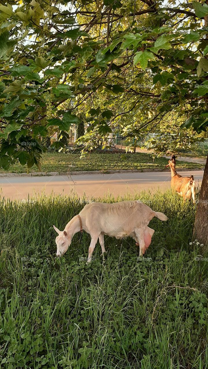 two goats black and white