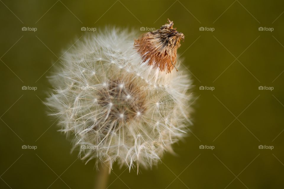 Close-up of dandelion flower