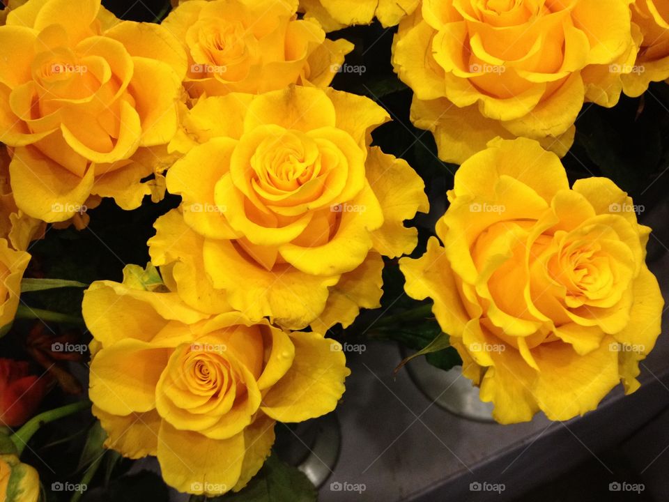 Roses. Yellow Roses