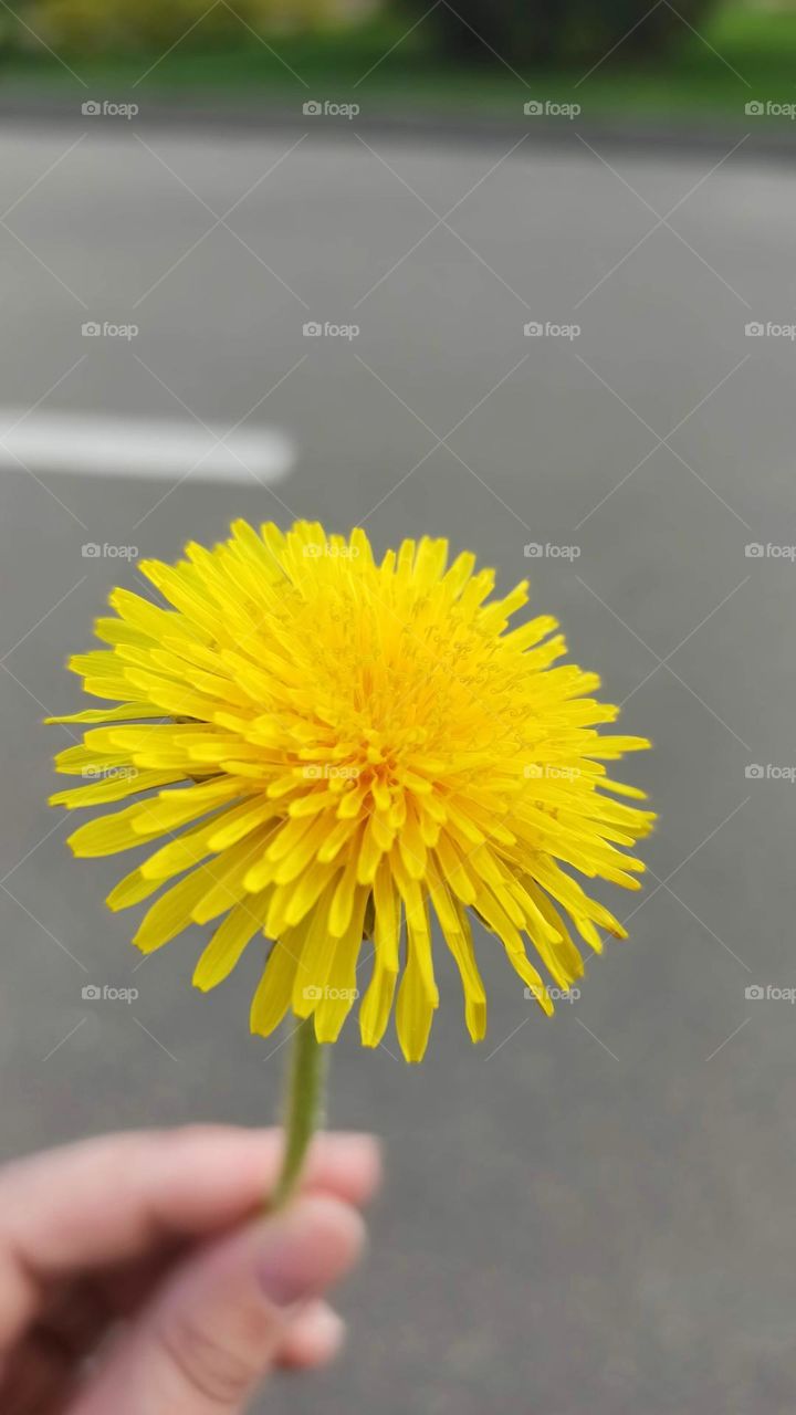 yellow dandelion