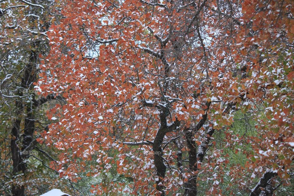 Snowfall in the fall