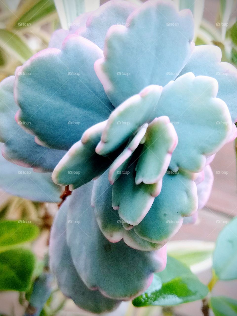 pretty pastel pink colored succulent