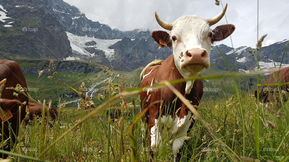 Cows enjoying life in the Alps by the Matterhorn  - kor njuter av livet i Alperna 