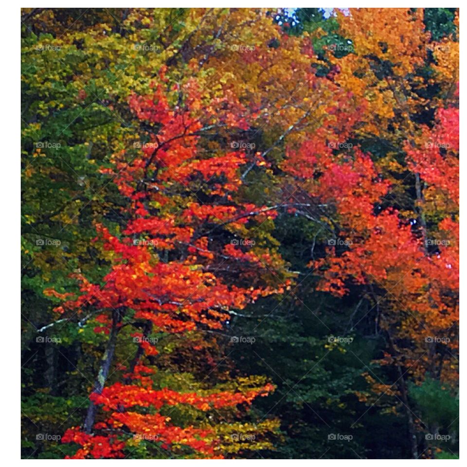 Nature’s way of being 2 different color shades at one time. Massachusetts Fall beauty 