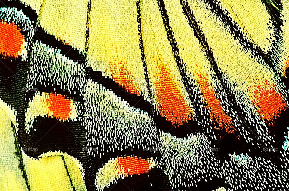 Macro shot showing microscopic scales on the wing of a swallowtail butterfly.