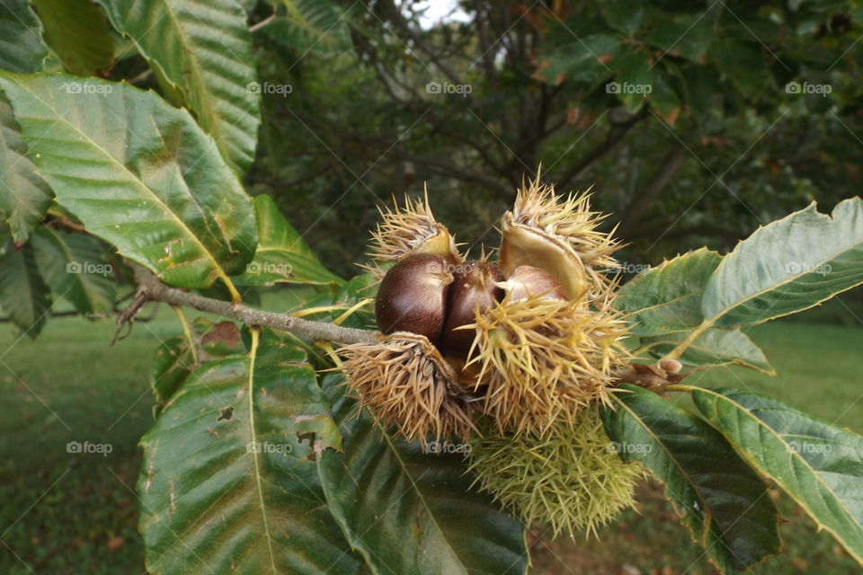 Chestnut Burrs
