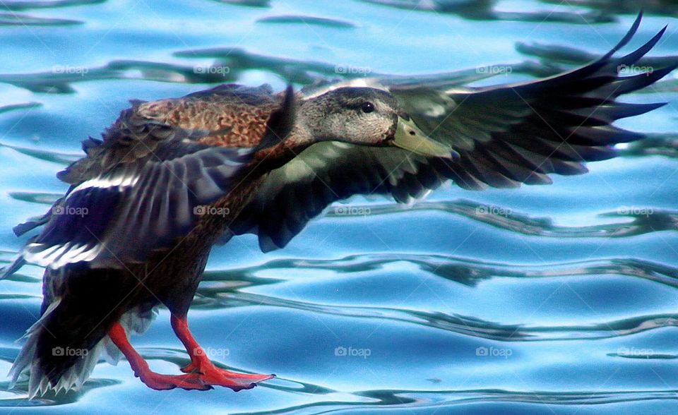 Mallard Duck Landing in Lake