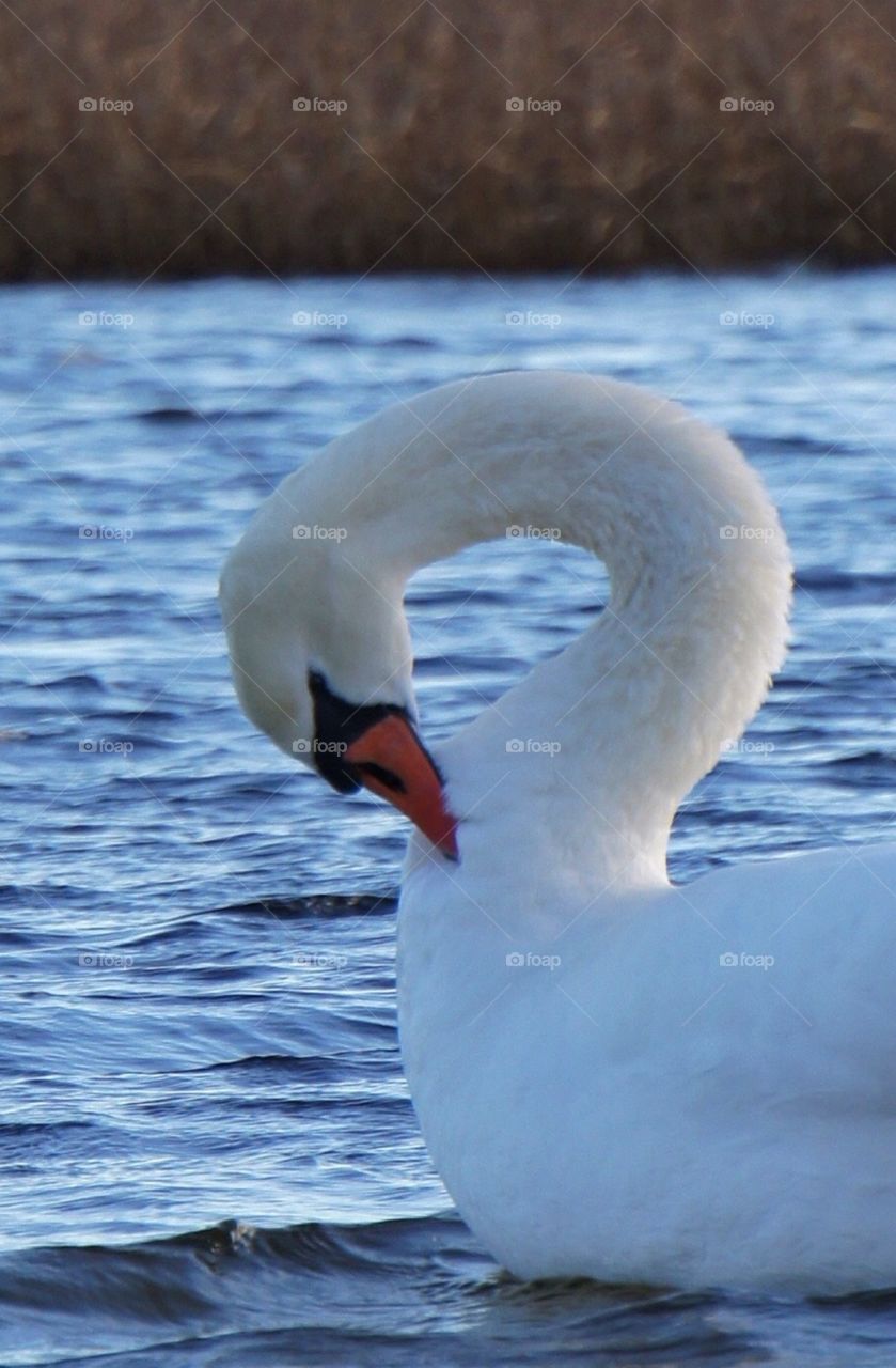 Swan polishing itself