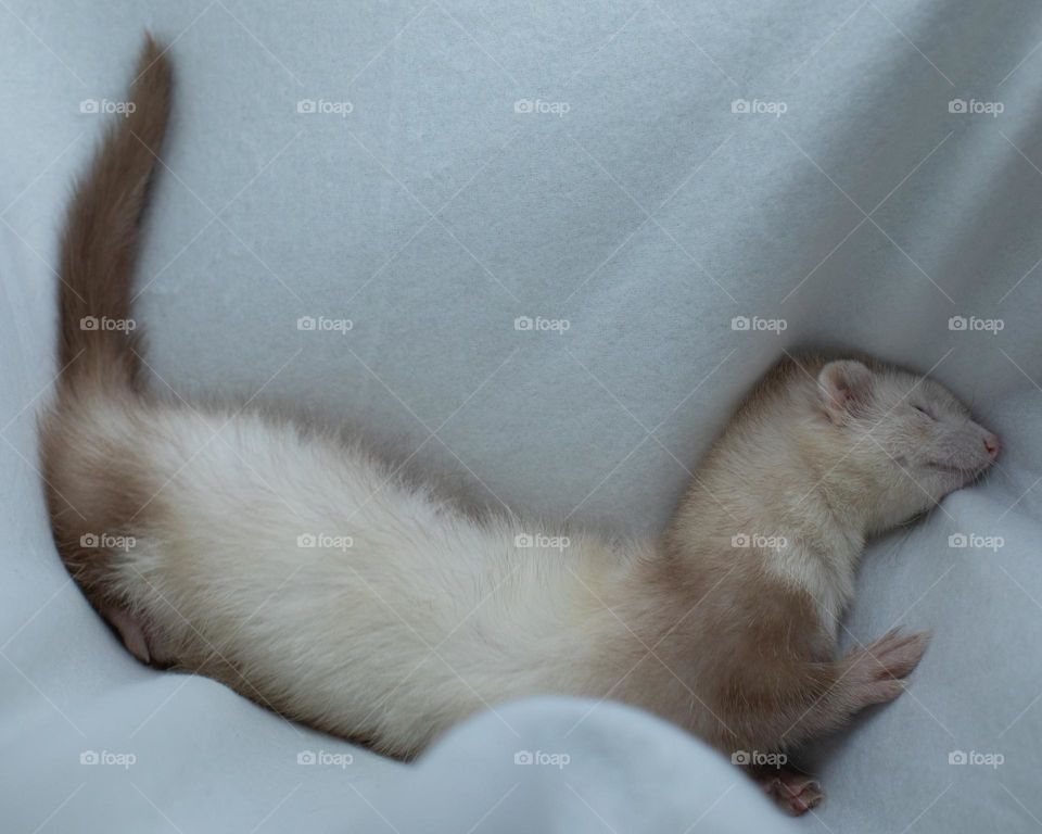Very sleepy white/champagne ferret on a White blanket