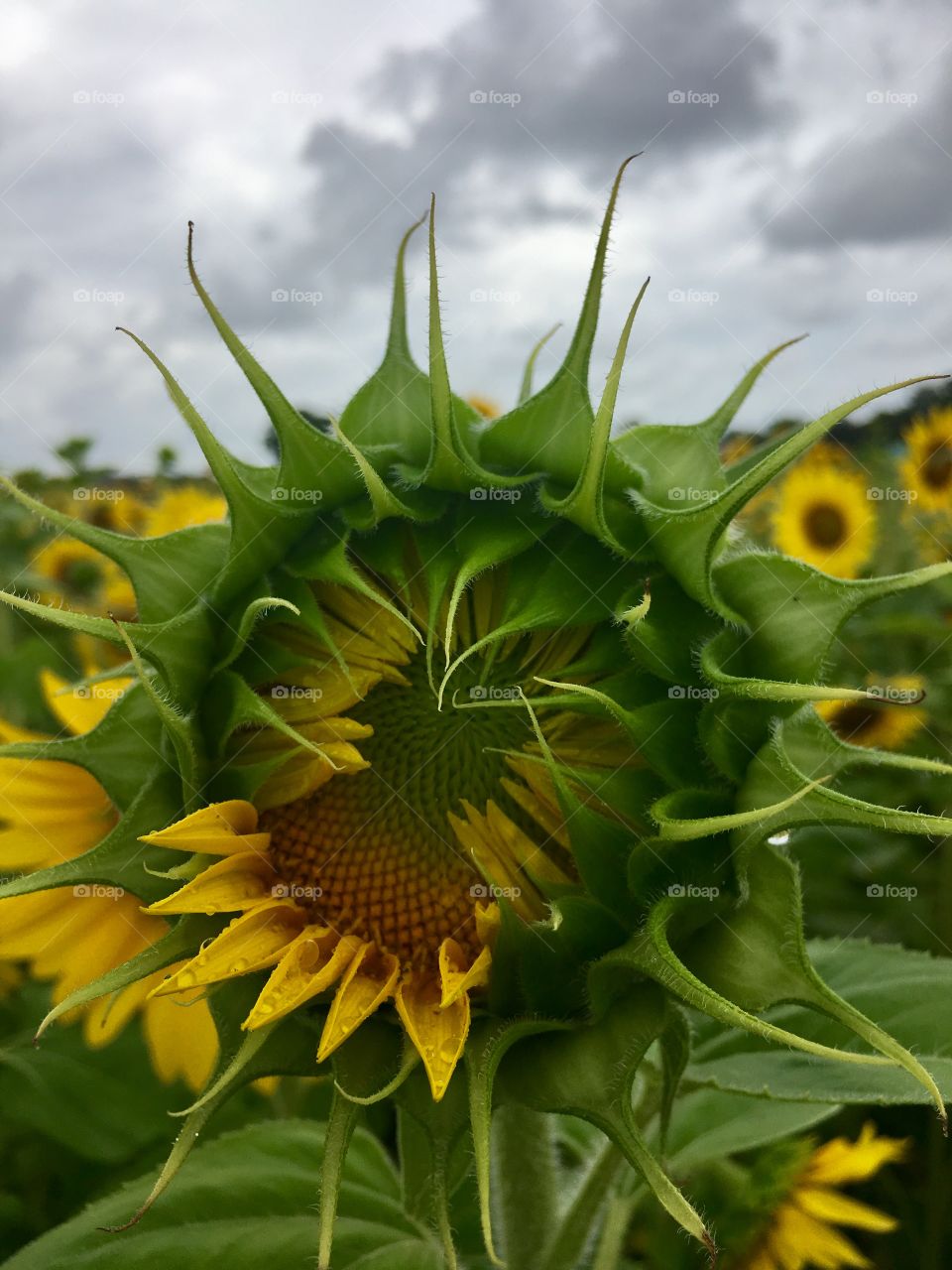 Blooming Sunflowers 