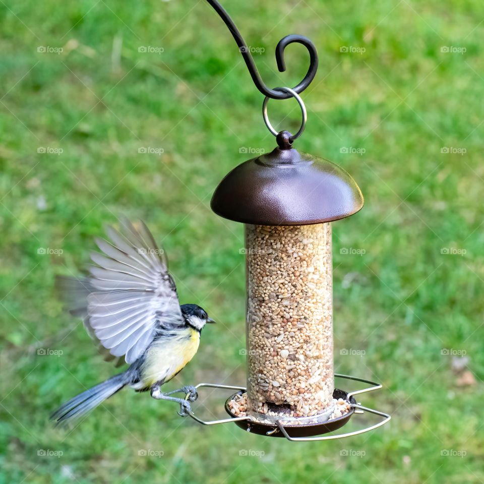 Bird at bird feeder