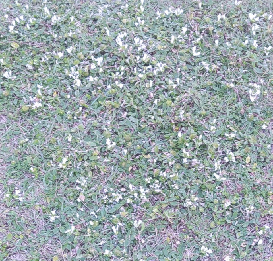 A simple bush, with flowers so small you can barely see them. Um simples matinho, com flores tão pequenas que mal se consegue vê-las