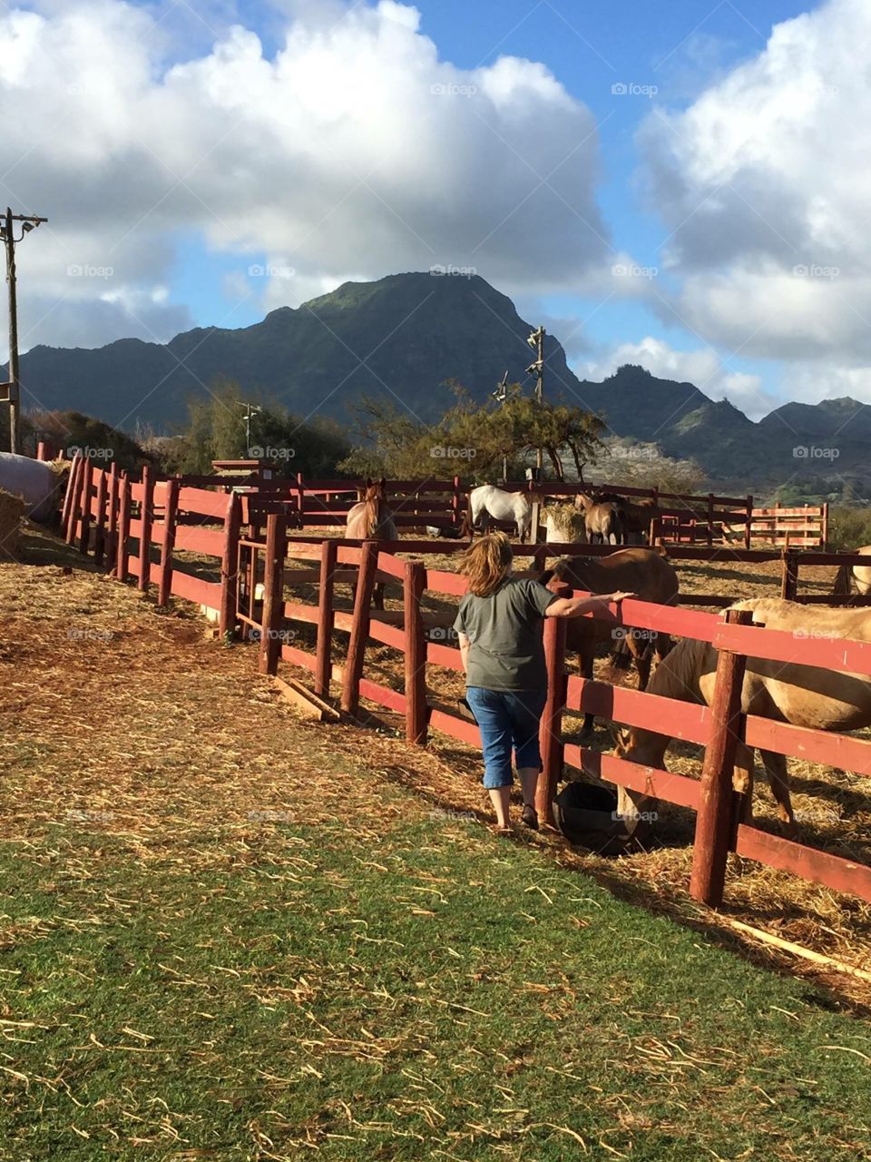 The horses of Kauai . Riding stables in Kauai 