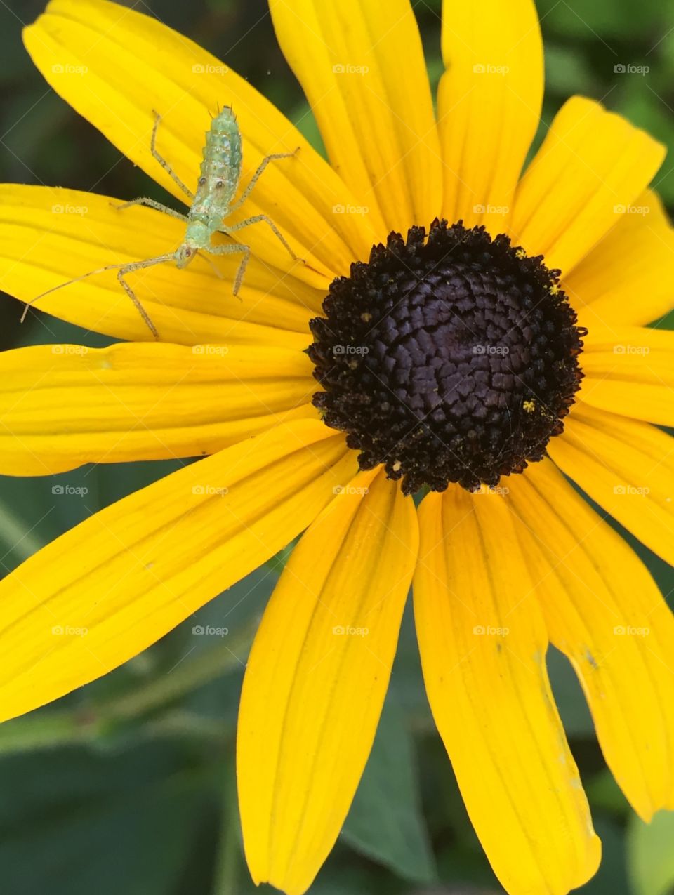 Flower with buggy. 