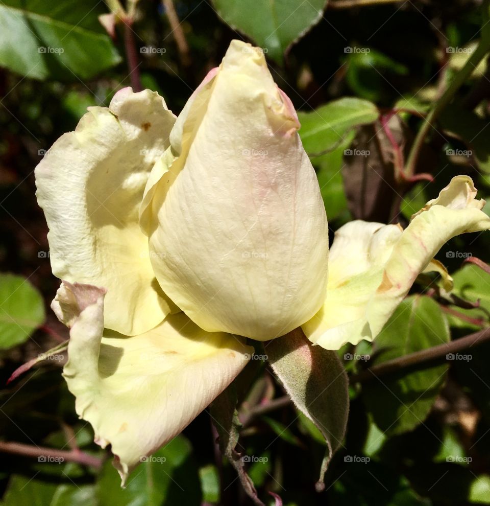 🌺Fim de #cooper!
Suado, cansado e feliz, alongando e curtindo a beleza das #flores. E nosso botão de rosa?
🏁
#corrida #treino #flor #flower #flowers #pétalas #pétala #jardim #jardinagem #garden #flora #run #running #esporte #alongamento 