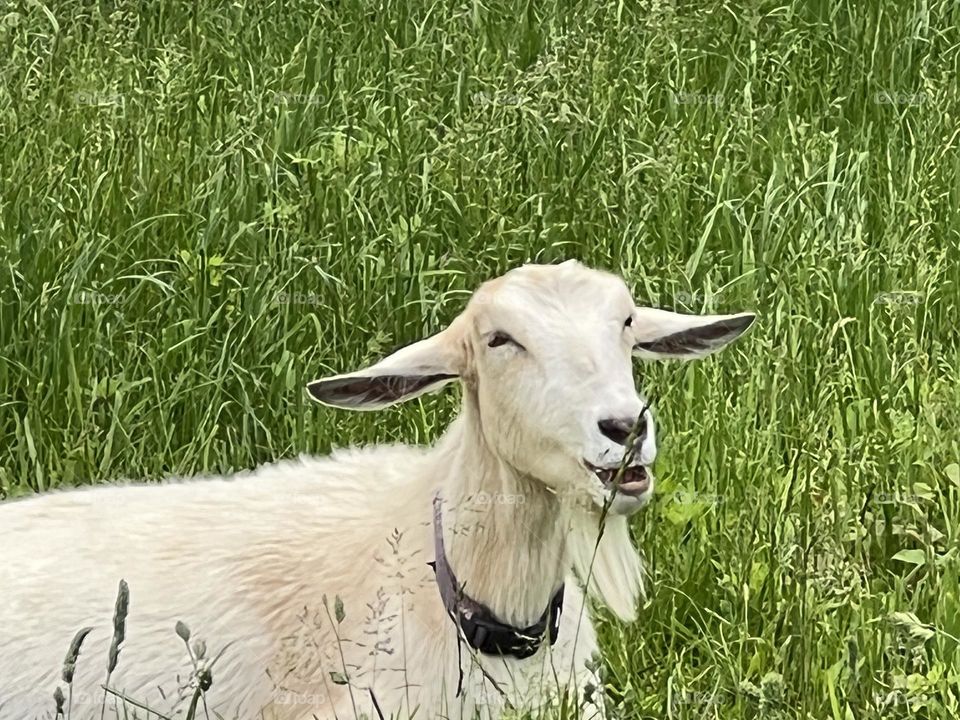 Smiling goat in grass