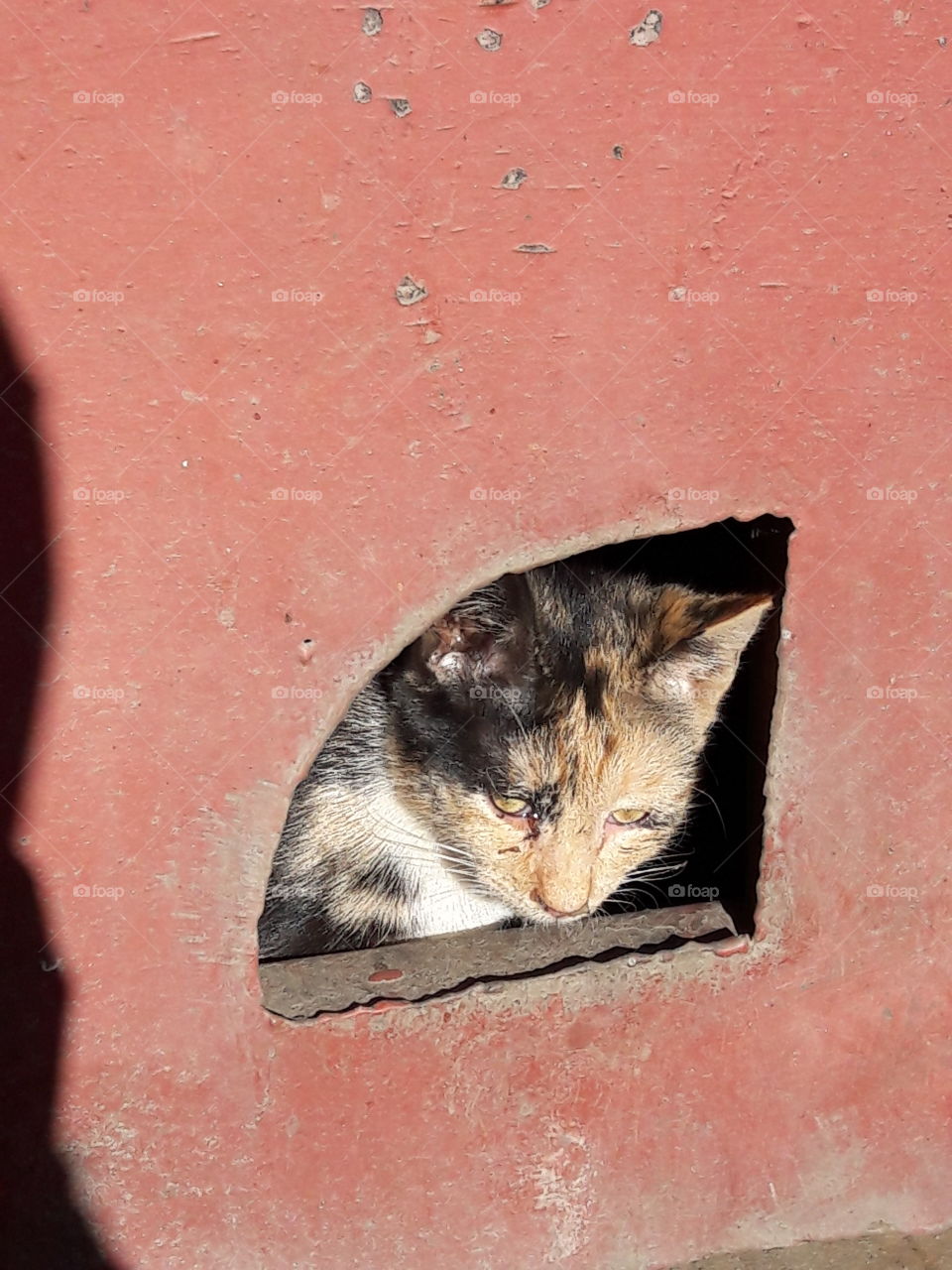 cat cats kitten street outdoor nature pet pets