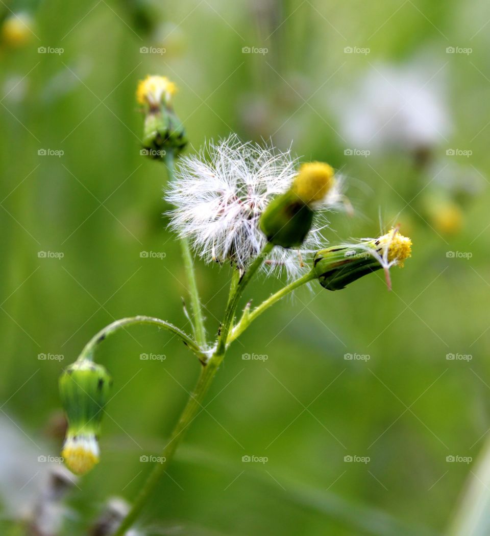 Nature's Wild Beauty