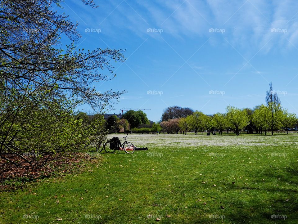 Picnic in the park on the white flowering lawn