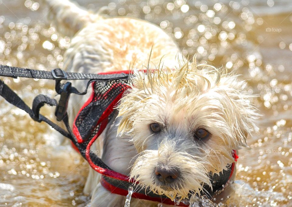 Wet, sandy dog