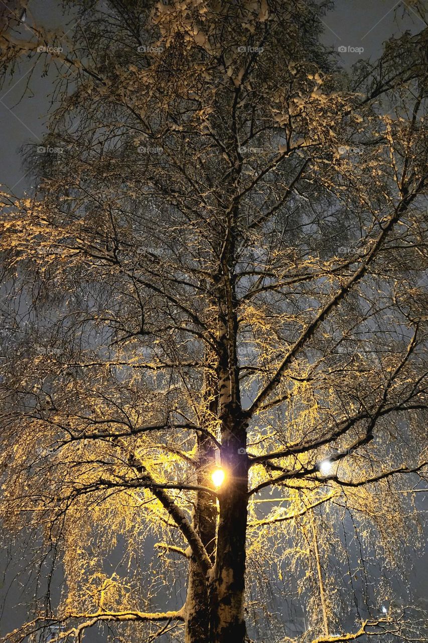 Frozen silver birch at night