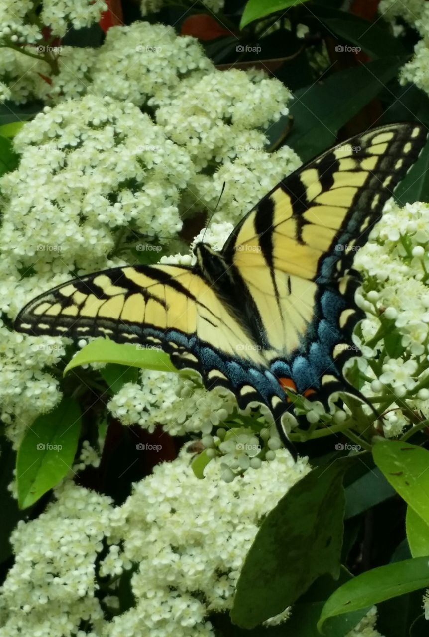 Yellow Female Tiger Swallowtail Butterfly