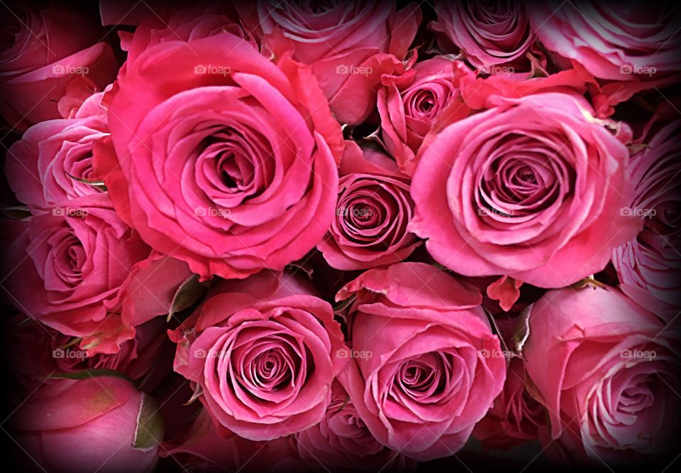 Pink roses