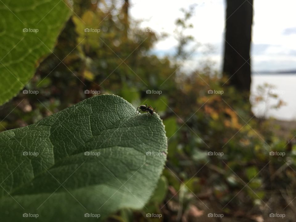 Leaf, Nature, Flora, Outdoors, No Person