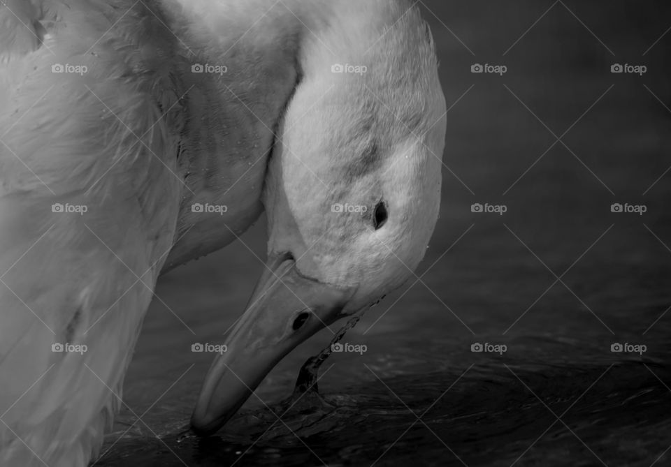 Duck grooming itself in black and white