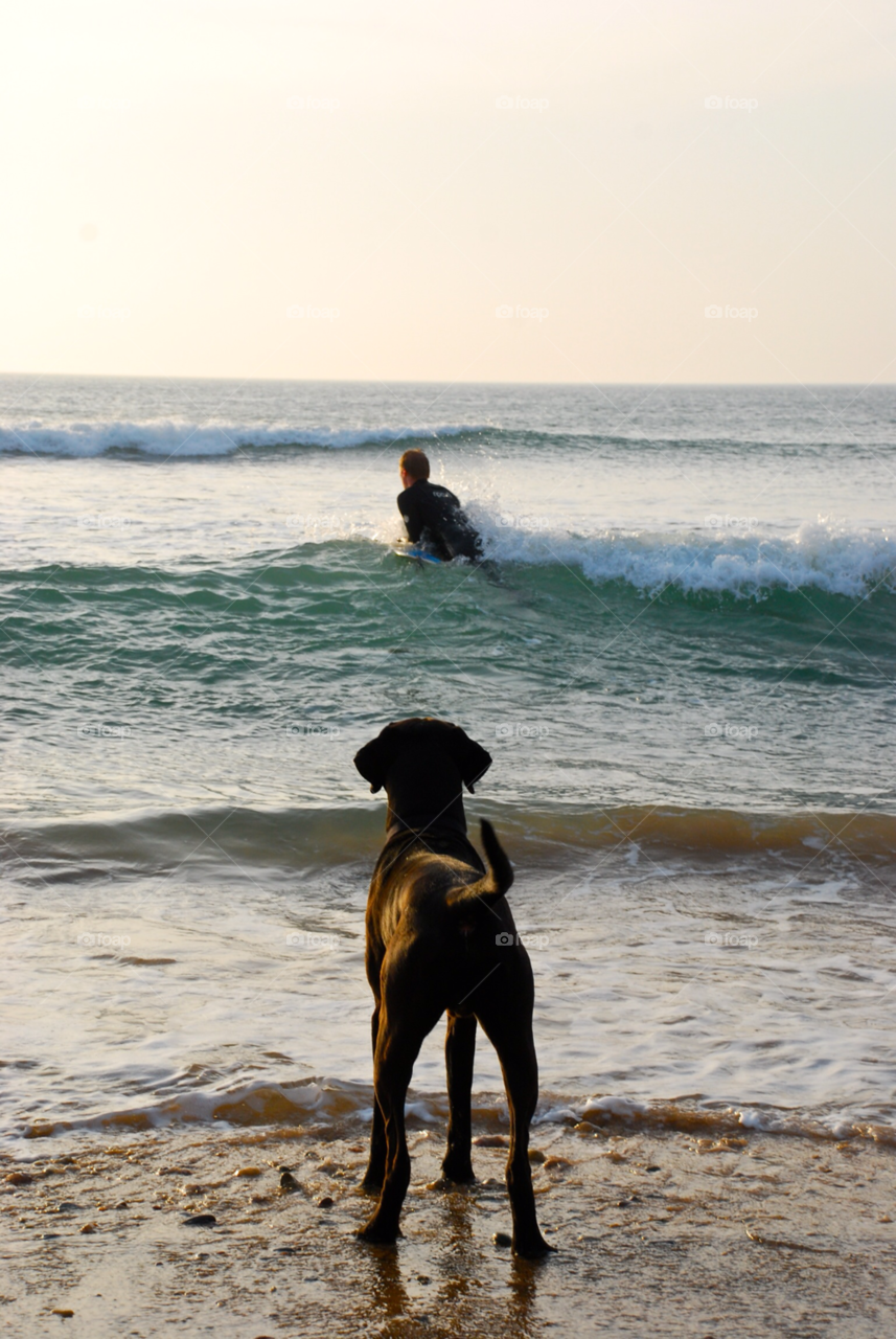 machrihanish beach dog scotland by sqrly