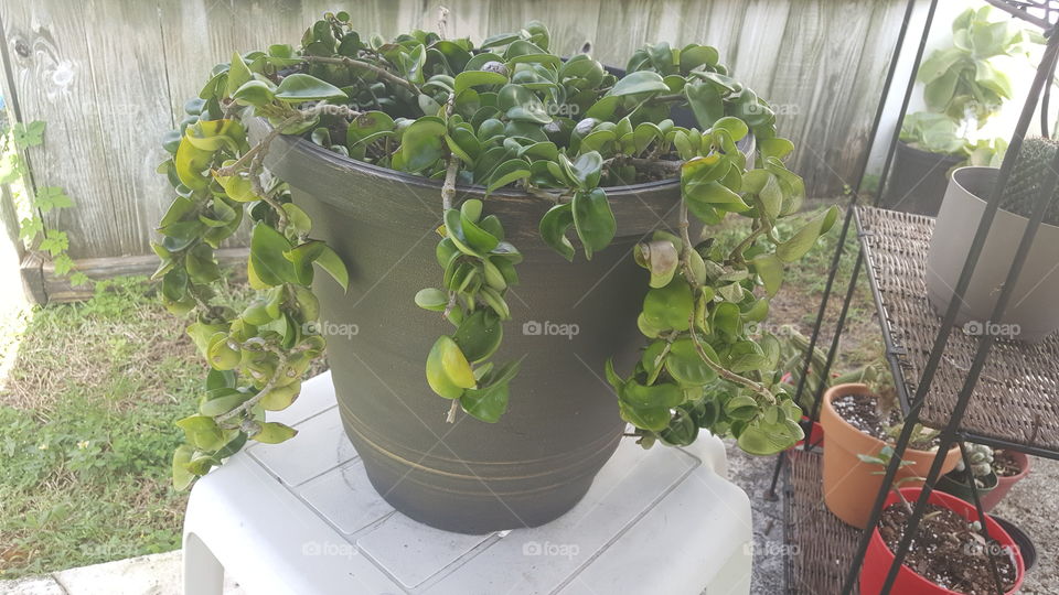 Hindu rope hoya plant