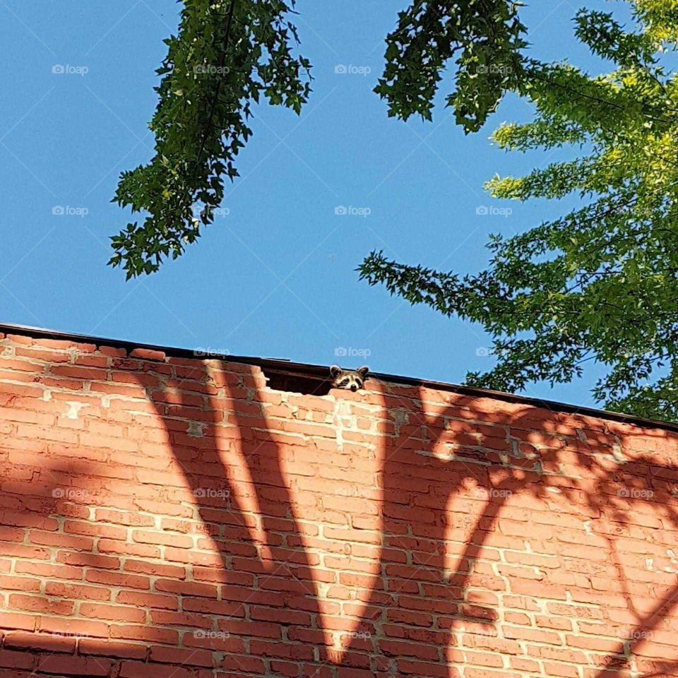 A raccoon in the roof of a brick house with maple trees, sun and shadow