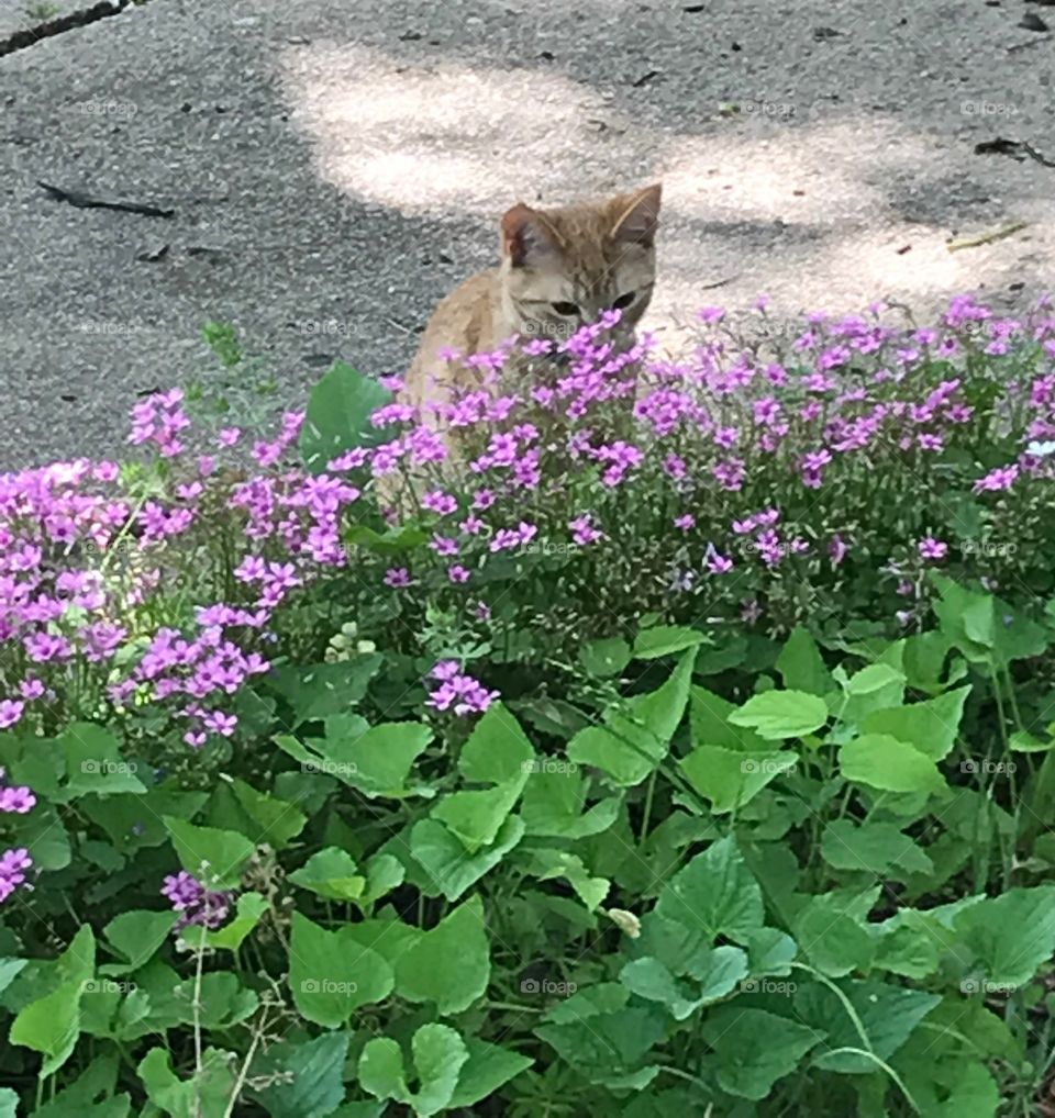 Cat hiding in flowers 