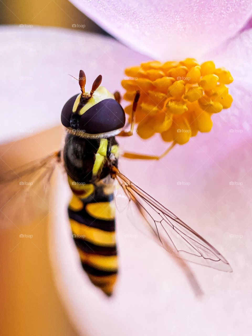 A bee searching for honey on a pink flower in close up view