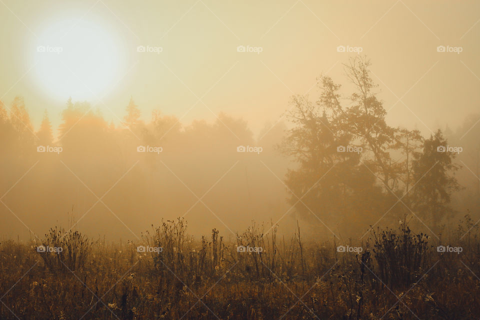 Misty morning summer landscape 