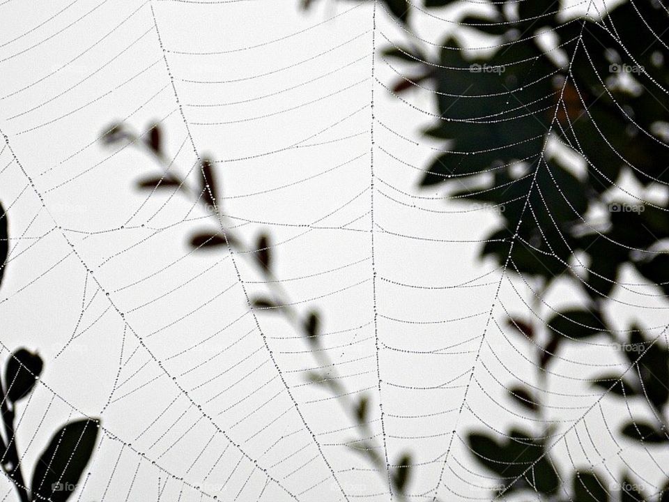 Rain Drops on Spider Web
