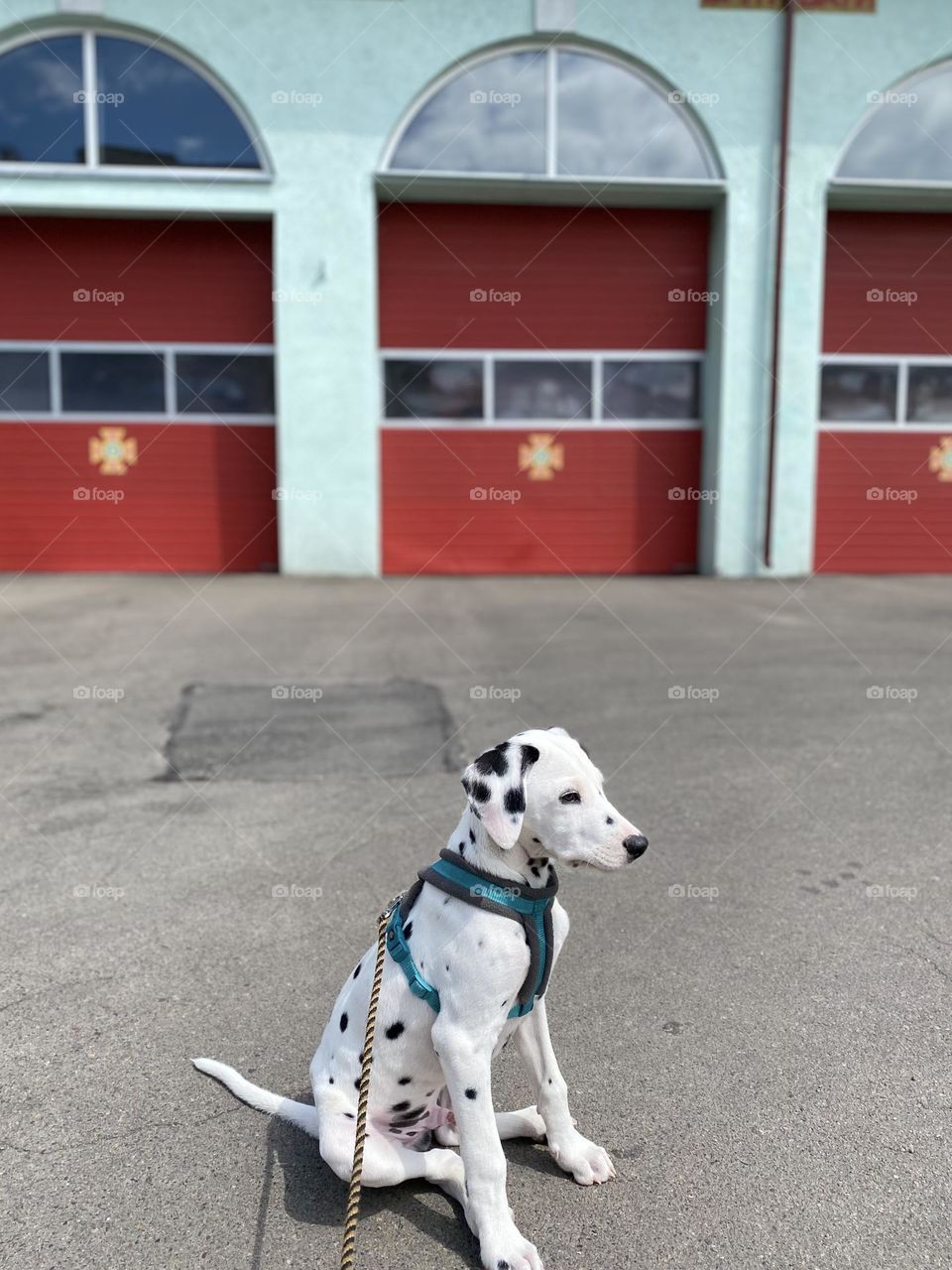 Little dog Dalmatian in the wolk