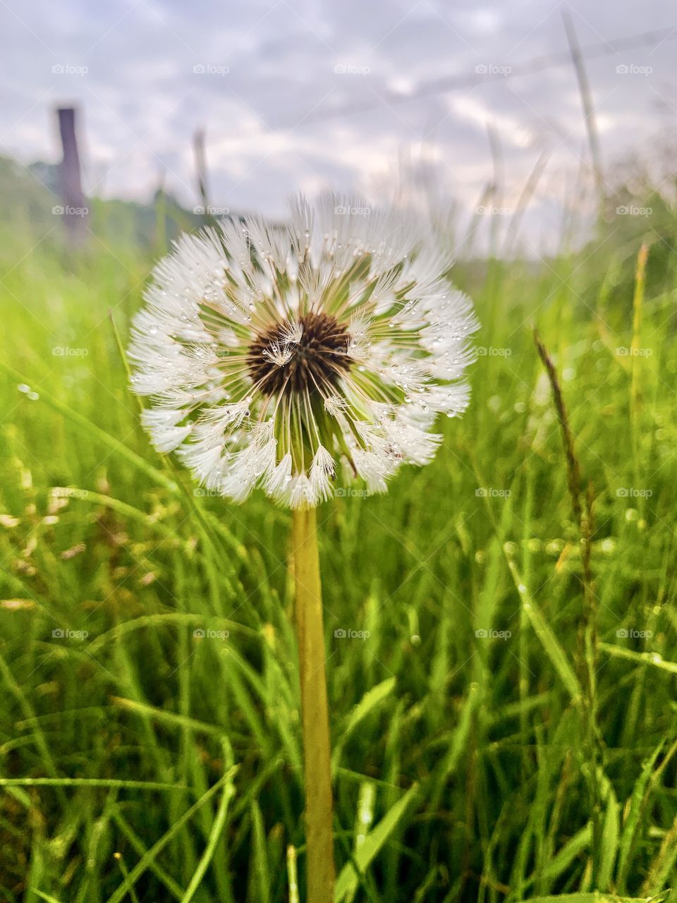 Pusteblume