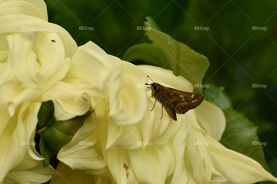 Butterfly On Colorful Flowers