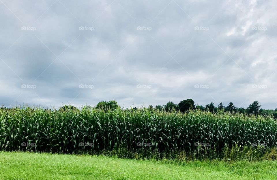 Stormy cornfield in Maine on a hot summers day.  