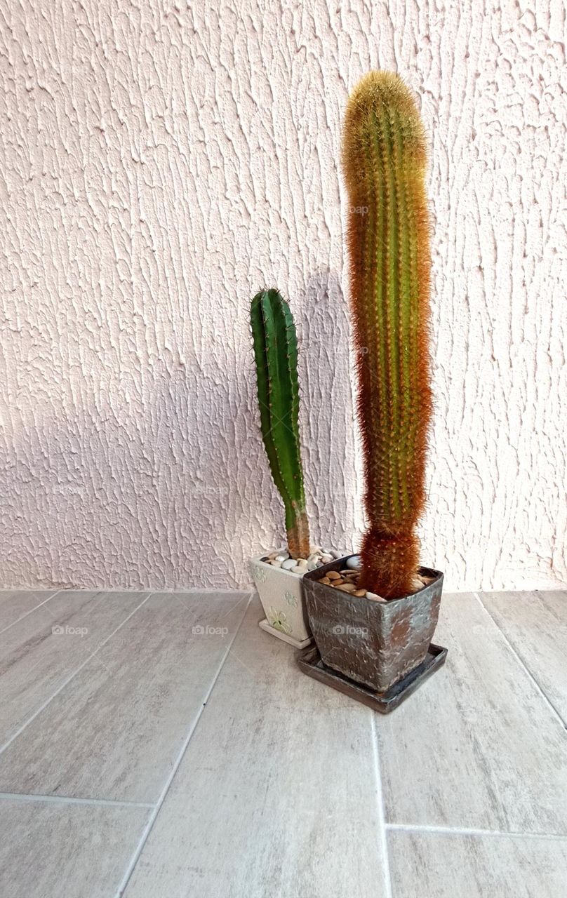 cactus flowers house plants in pots on a wall background