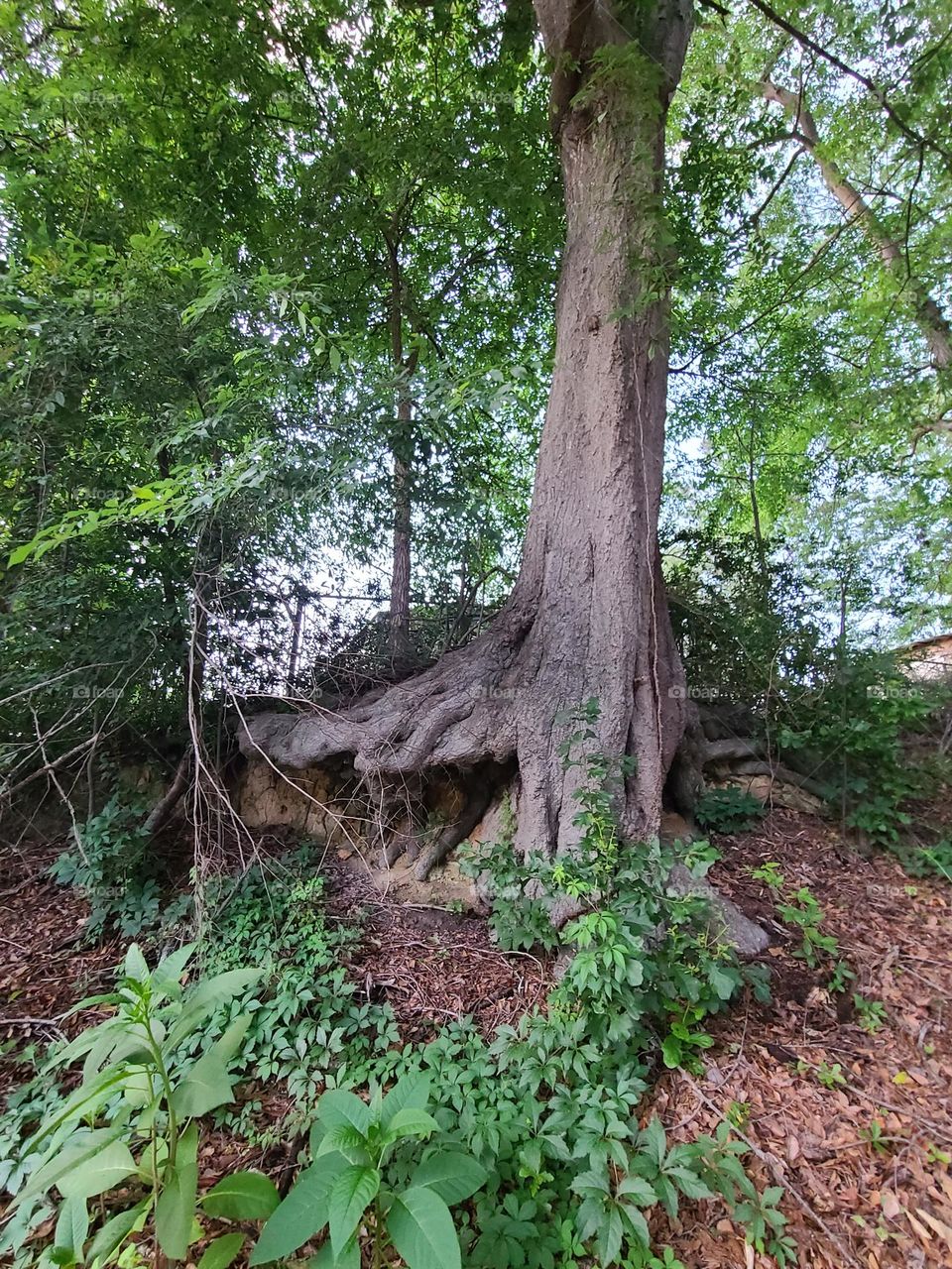 Fantasy elf tree roots
